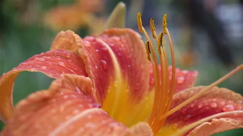 Lily o the wind after rain Stock Footage 65386700