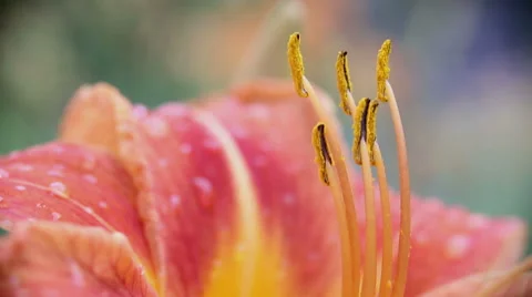 Lily o the wind after rain Stockbeeldmateriaal 65386739