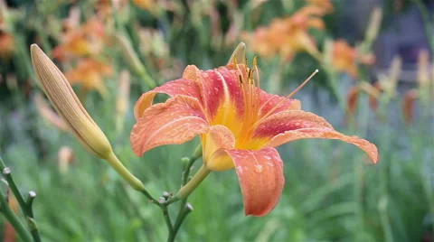 Lily o the wind after rain Stock Footage 65386747
