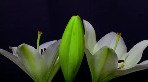 Lily open 10 secs 1 Stock Footage 6530267
