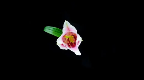 Lily opening Stock Footage 2923880