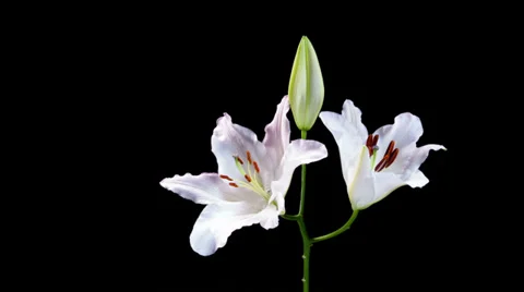 Lily opening Stock Footage 31084145