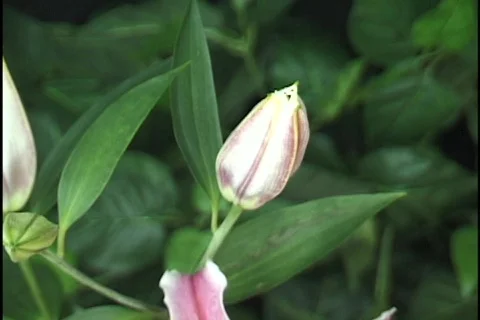 Lily Opening Time Lapse Stock Footage