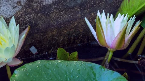 Lily opening time lapse Stock Footage