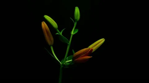 Lily orange 1 Stock Footage 20274616