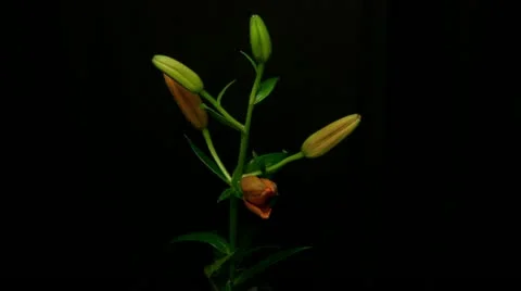 Lily orange 2 Stock Footage 20268901