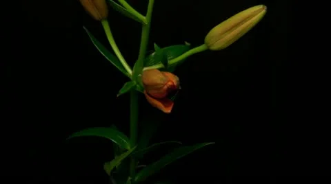 Lily orange 4 close up Stock Footage 20275578