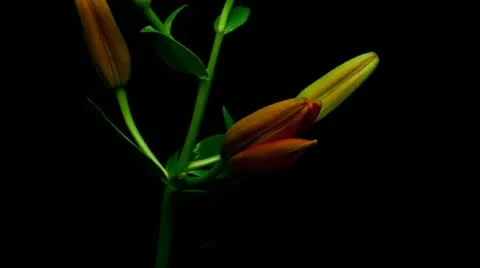 Lily orange close up Stock Footage 20276628