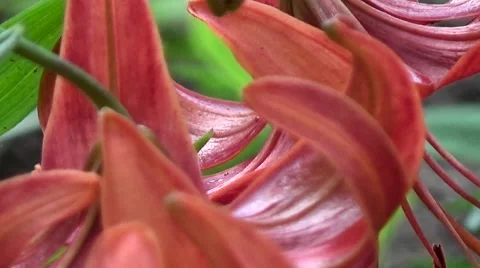 Lily orange. Stock Footage 54186113