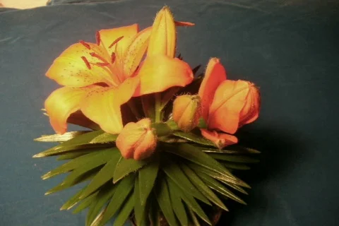 Lily orange2 Video stock 872480