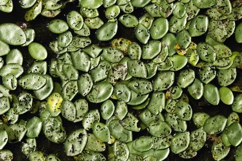 Lily pad background Stock Photos