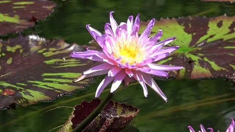 Lily Pad at Bok Tower, Florida 4K Stock Footage 79081208