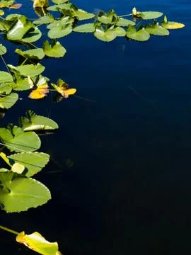 Lily pad border Stock Photos