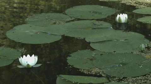 Lily Pad Drift Over Video stock 50797769