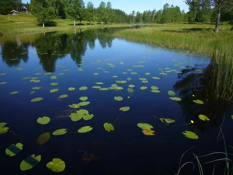 Lily pad floating on the surface of a wild lake under the sun Stockfoto's