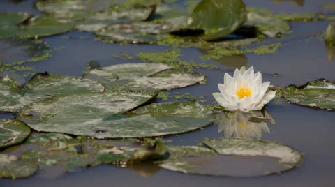 Lily Pad Flower 2 Swamp 5D3RawDNG 1920x1080 24p CBR 80mbps Stock-Footage 24753441