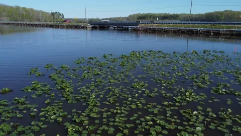 Lily pad fly over to bridge off angle Video stock 238033737