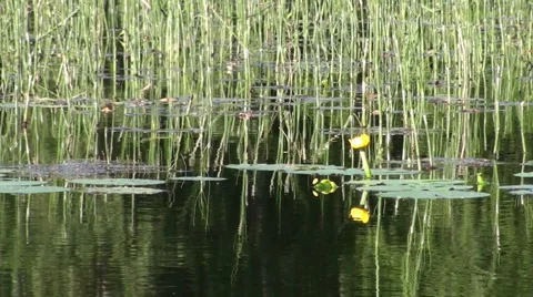 Lily pad Stock Footage 982290
