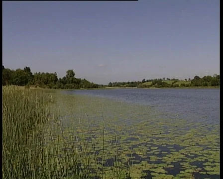 Lily Pad Lake Stock Footage 688019