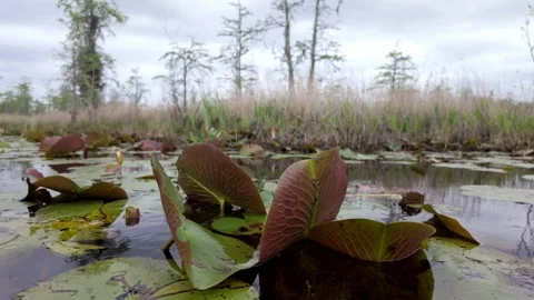 Lily pad (Nymphaea odorata) floating on black water in the Okefenokee Swamp Video stock 332664497
