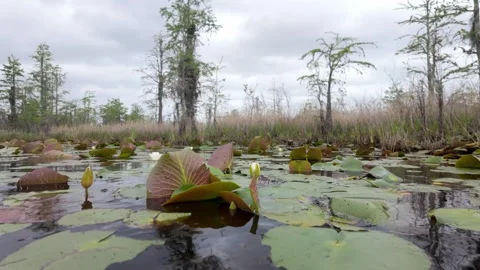 Lily pad (Nymphaea odorata) floating on black water Stock-Footage 332664536