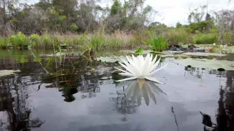 Lily pad (Nymphaea odorata) floating in the Okefenokee Swamp of Georgia, USA. Video stock 332666201