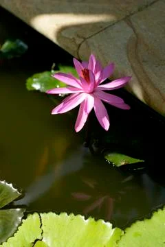 Lily pad Stock Photos