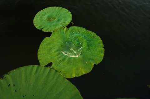Lily Pad Stock-Fotos