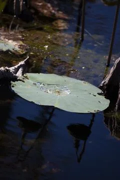 Lily Pad Stock Photos