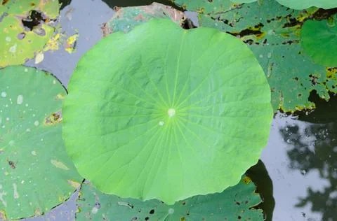 Lily Pad Stock Photos