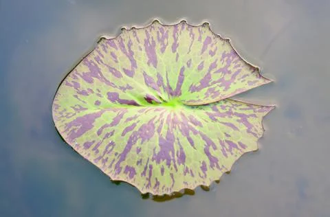 Lily Pad Stock Photos