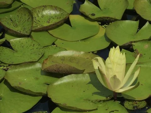 Lily Pad Stock Photos