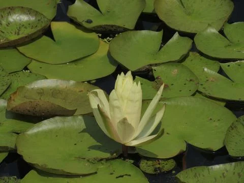 Lily Pad Stock Photos