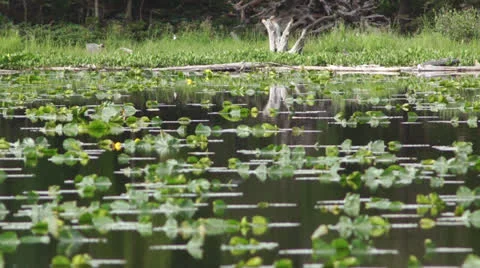 Lily pad pond Stock Footage 26180871