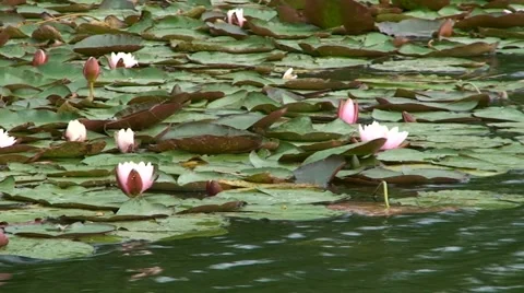 Lily Pad Pond Stock Footage 40952418