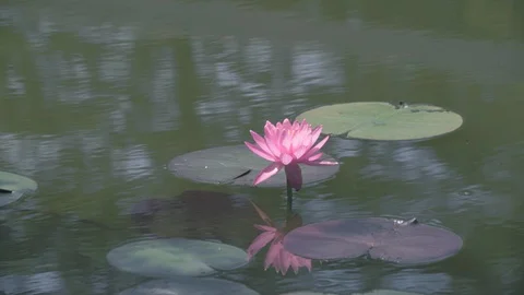 Lily Pad in a pond Stock Footage 111971233