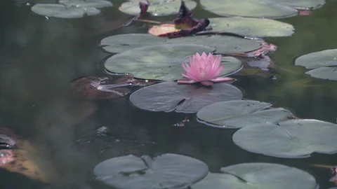 Lily Pad Pond Stock Footage 111982667