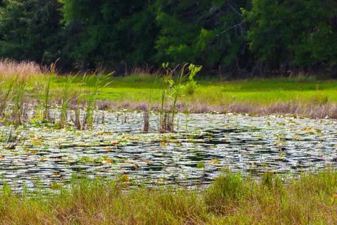 Lily pad pond with reeds Stock Photos