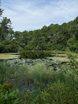Lily Pad Pond Surrounded by Pine Forest Фото