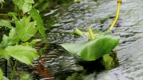 Lily Pad in River Stock Footage 8986357