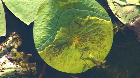 Lily Pad Social Stock Footage 33604079