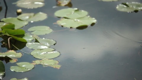 Lily Pad Still Shot Stock Footage 122078624