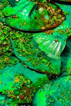 Lily Pad Texture Stock Photos