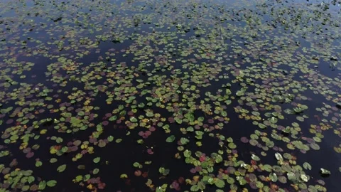 Lily pad vertical view panning to horizon Video stock 239077164