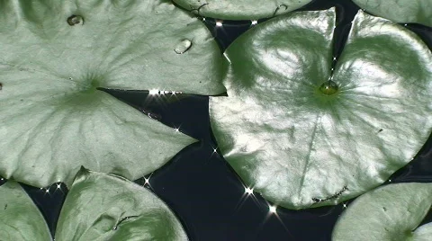 Lily Pad Zoom Stock Footage 536635