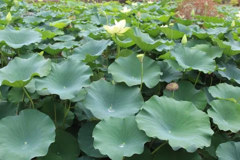 Lily Pads 1 Stock Photos