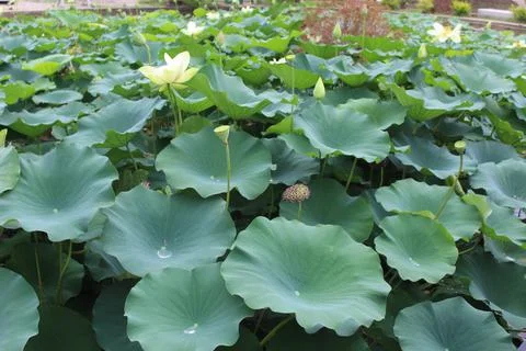 Lily Pads 2 Stock Photos