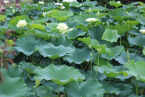 Lily Pads 3 Stock Photos