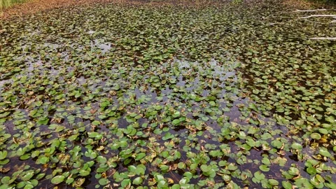 Lily pads and reflections on Mass Lough County Laois Vidéo 333414812