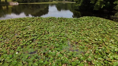 Lily pads and reflections on Mass Lough County Laois 库存影片 333414916
